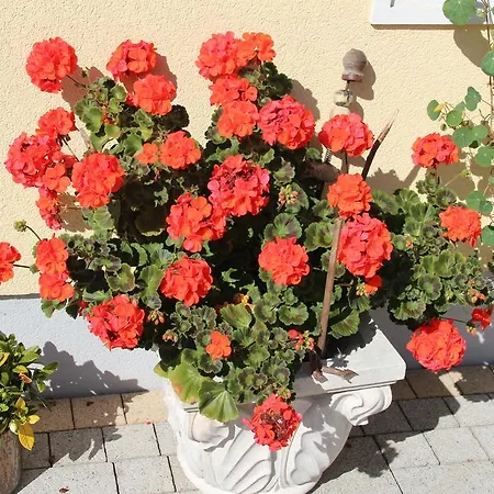 Ferienwohnung Bacher